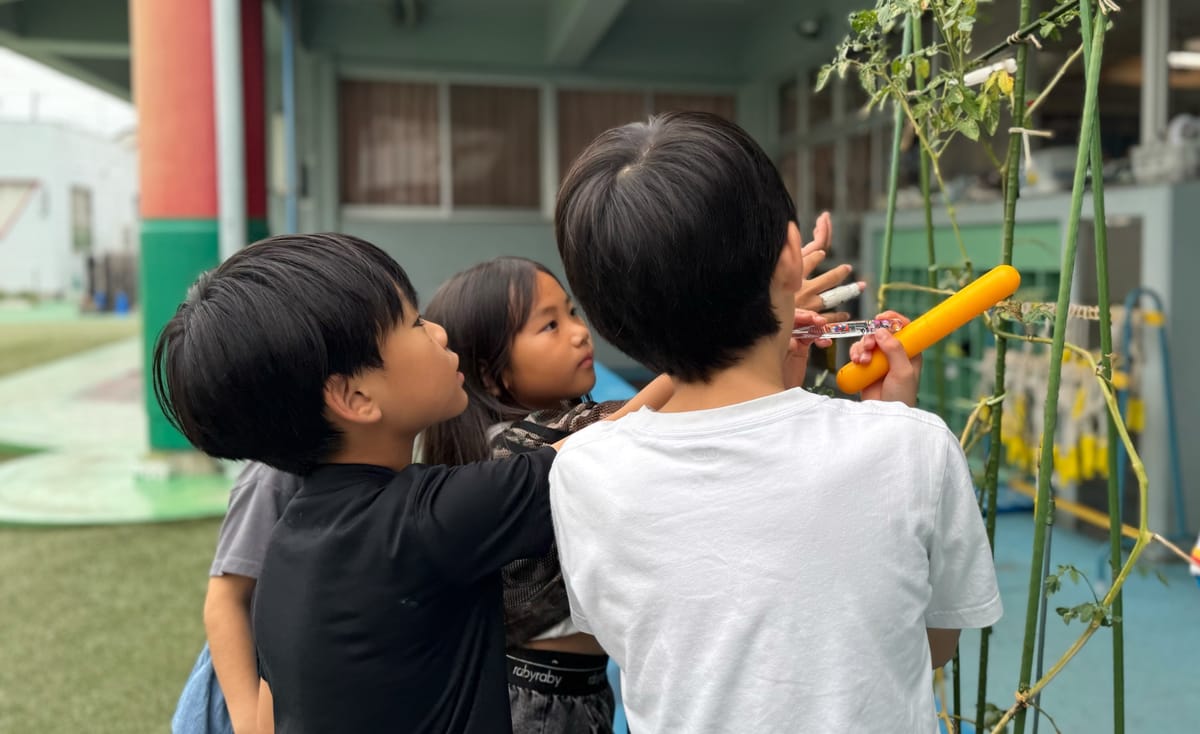 After-school club children checking on the tomatoes they are growing