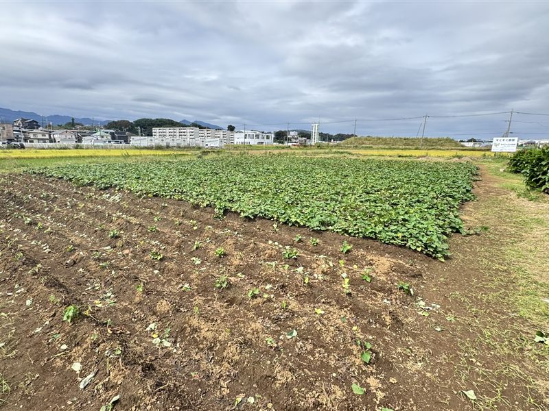 The Sukusuku garden, where we grow sweet potatoes