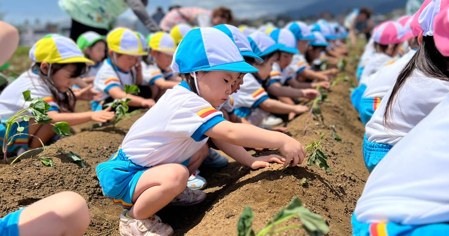 Children lined up in the field, planting sweet potato seedlings